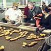 "Мой прадед Данила имел зерновые амбары"